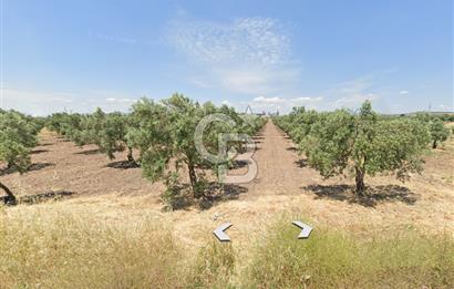 Manisa Akhisarda Satılık 16.826 m² Yatırımlık Arsa