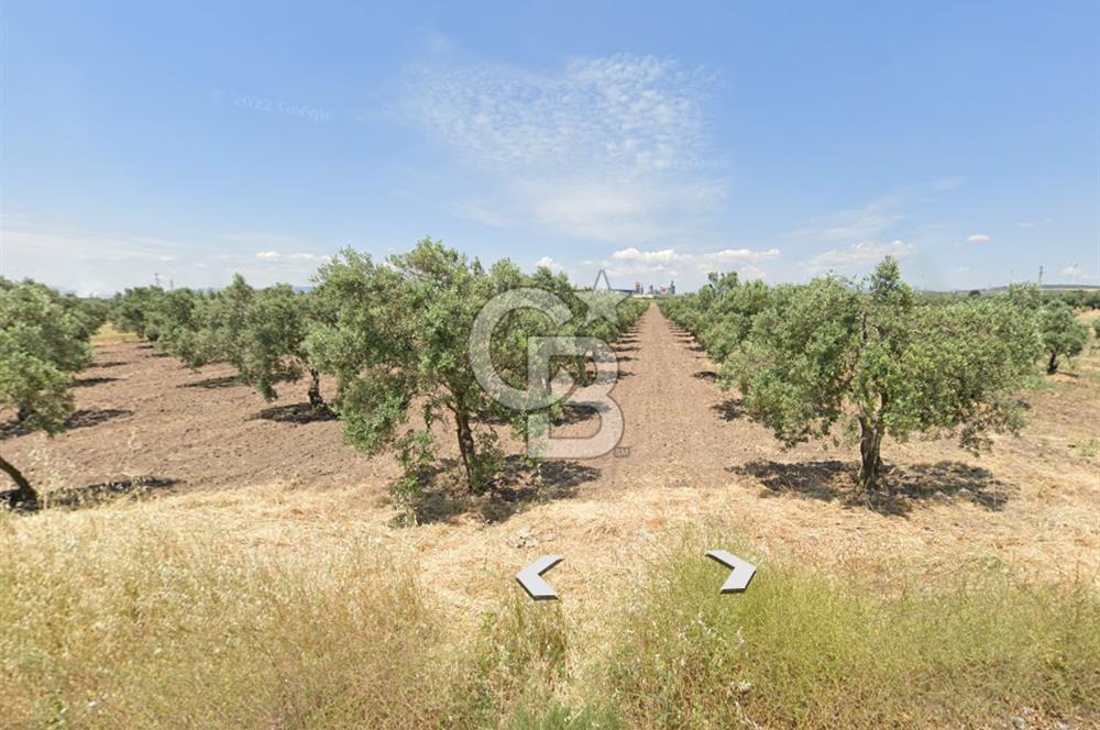 Manisa Akhisarda Satılık 6401 m² Yatırımlık Arsa