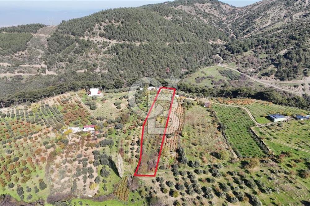 Manisa Yunusemre Turgutalp Karakoca Mevkii 4.109m2 Satılık Tarla
