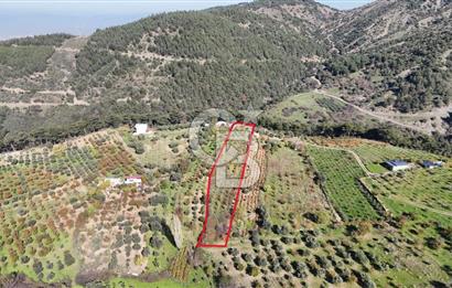 Manisa Yunusemre Turgutalp Karakoca Mevkii 4.109m2 Satılık Tarla