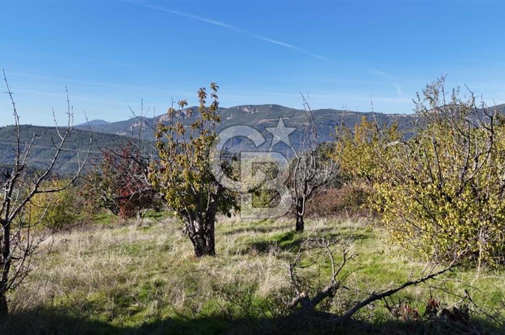 Manisa Yunusemre Turgutalp Karakoca Mevkii 4.109m2 Satılık Tarla