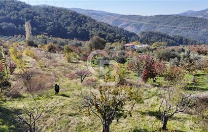 Manisa Yunusemre Turgutalp Karakoca Mevkii 4.109m2 Satılık Tarla