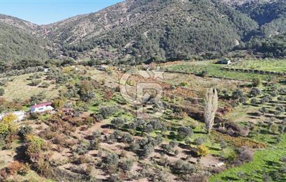 Manisa Yunusemre Turgutalp Karakoca Mevkii 4.109m2 Satılık Tarla