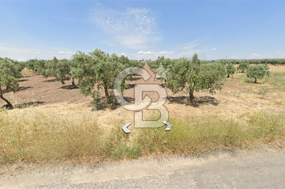 Manisa Akhisarda Satılık 16.826 m² Yatırımlık Arsa