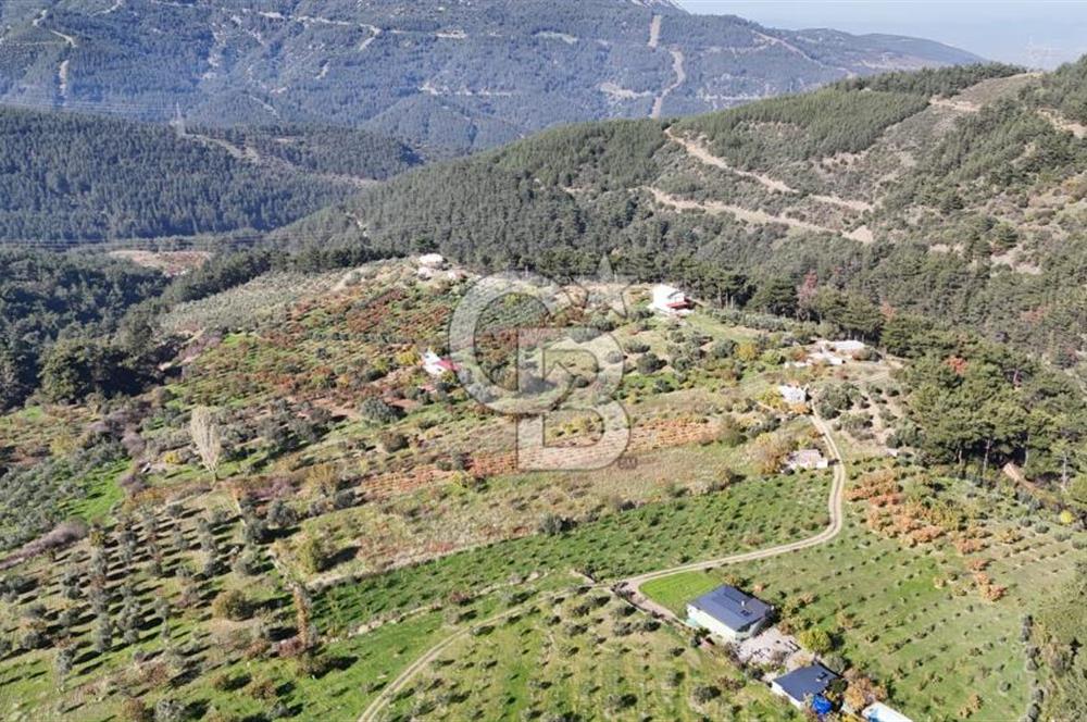 Manisa Yunusemre Turgutalp Karakoca Mevkii 4.109m2 Satılık Tarla