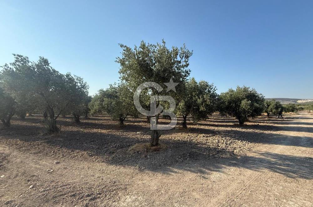 Saruhanlı Sarıçam'da 6600 M2 Verimli Satılık Zeytinlik