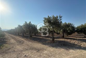 Saruhanlı Sarıçam'da 6600 M2 Verimli Satılık Zeytinlik - 3 - 340986