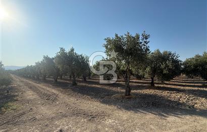 Saruhanlı Sarıçam'da 6600 M2 Verimli Satılık Zeytinlik