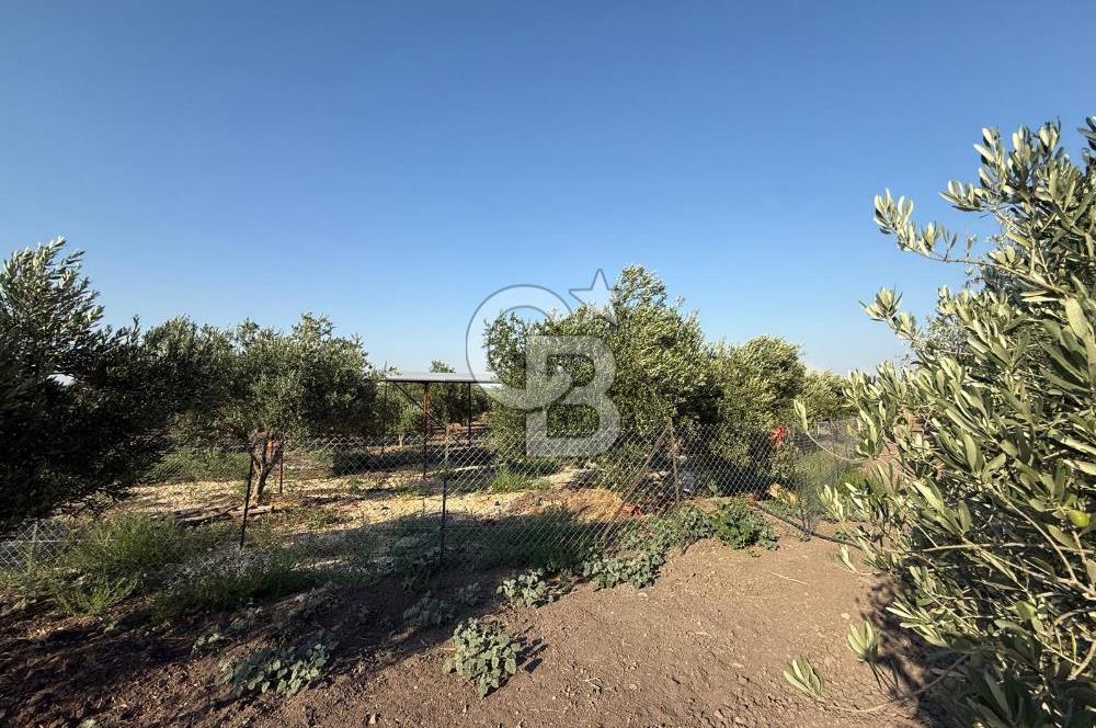 Saruhanlı Sarıçam'da 6600 M2 Verimli Satılık Zeytinlik