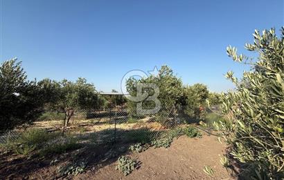 Saruhanlı Sarıçam'da 6600 M2 Verimli Satılık Zeytinlik