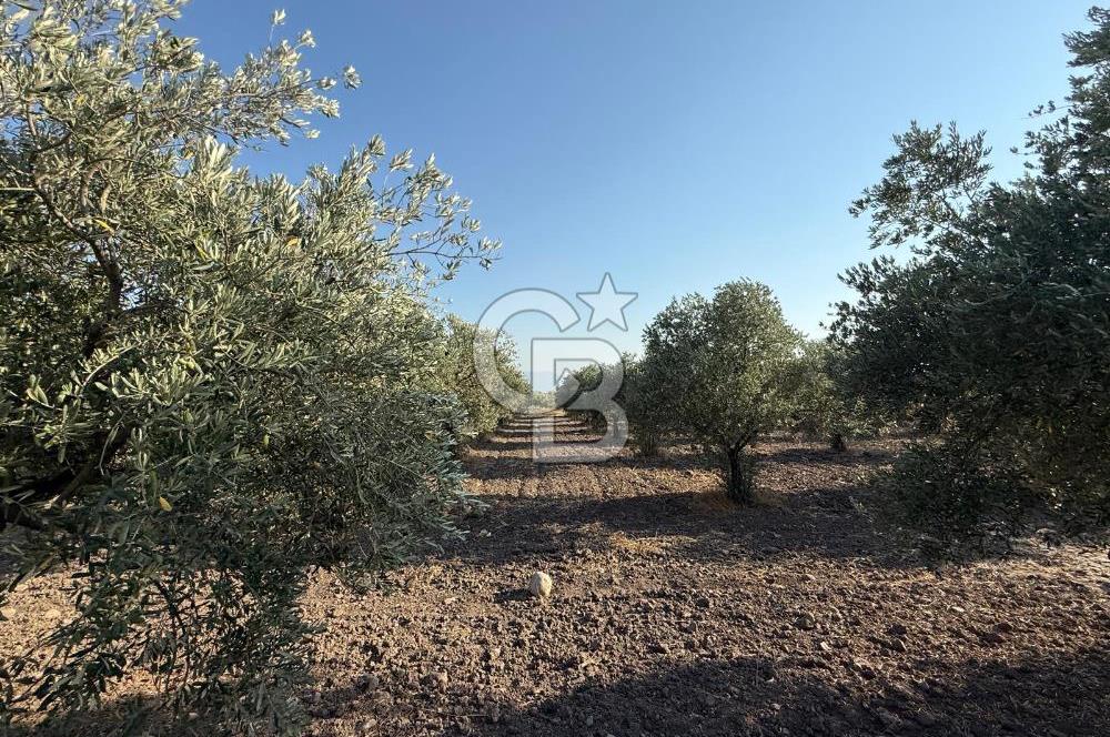 Saruhanlı Sarıçam'da 6600 M2 Verimli Satılık Zeytinlik