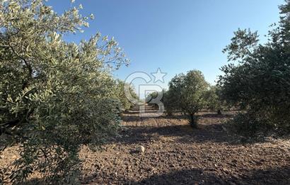 Saruhanlı Sarıçam'da 6600 M2 Verimli Satılık Zeytinlik