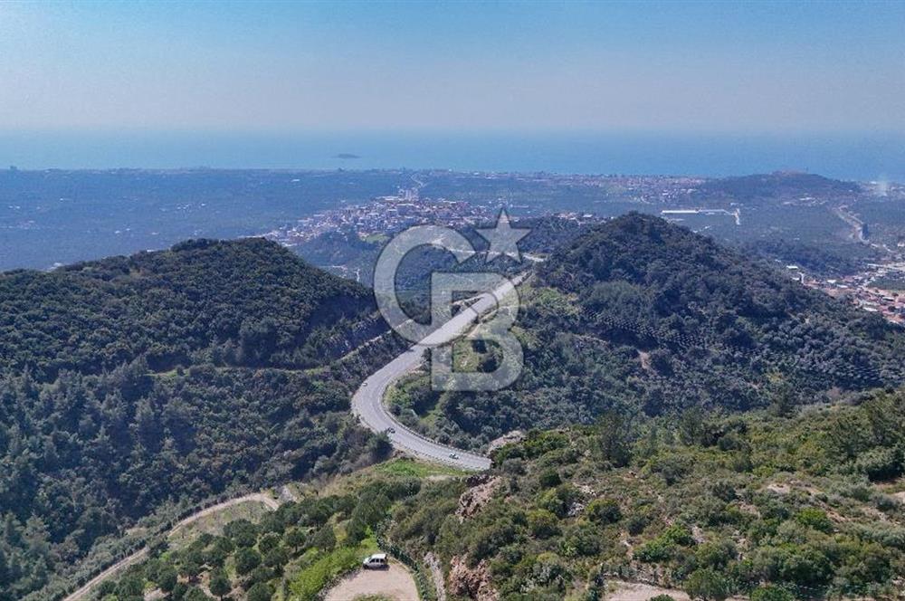 GÜMÜLDÜRDE DENİZ MANZARALI YOLA CEPHELİ 7 DÖNÜM ZEYTİNLİK