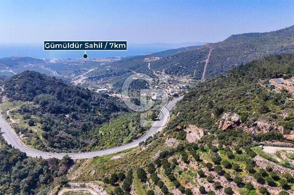 GÜMÜLDÜRDE DENİZ MANZARALI YOLA CEPHELİ 7 DÖNÜM ZEYTİNLİK
