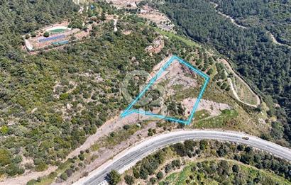 GÜMÜLDÜRDE DENİZ MANZARALI YOLA CEPHELİ 7 DÖNÜM ZEYTİNLİK