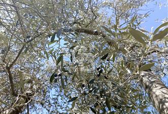 MUĞLA'DA MİLAS'TA KÖYİÇİ 1050 m2 ARAZİ - 1 - 341006