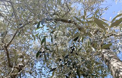 MUĞLA'DA MİLAS'TA KÖYİÇİ 1050 m2 ARAZİ