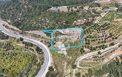 GÜMÜLDÜRDE DENİZ MANZARALI YOLA CEPHELİ 7 DÖNÜM ZEYTİNLİK