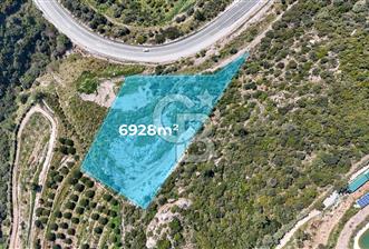 GÜMÜLDÜRDE DENİZ MANZARALI YOLA CEPHELİ 7 DÖNÜM ZEYTİNLİK - 10 - 341001