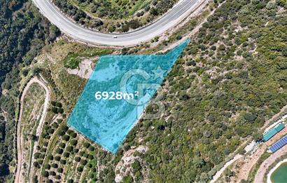 GÜMÜLDÜRDE DENİZ MANZARALI YOLA CEPHELİ 7 DÖNÜM ZEYTİNLİK