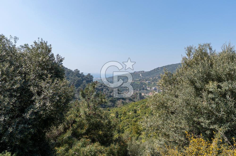 GÜMÜLDÜRDE DENİZ MANZARALI YOLA CEPHELİ 7 DÖNÜM ZEYTİNLİK