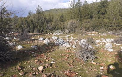 Yatağan Bencik Yeni’de 9.682m² Satılık Tarla