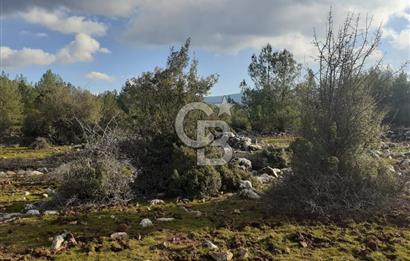 Yatağan Bencik Yeni’de 9.682m² Satılık Tarla