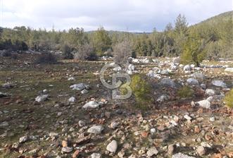 Yatağan Bencik Yeni’de 9.682m² Satılık Tarla - 6 - 341011