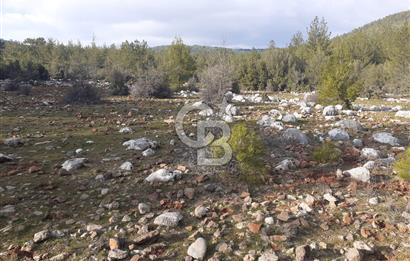 Yatağan Bencik Yeni’de 9.682m² Satılık Tarla