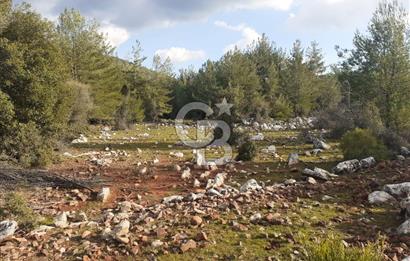 Yatağan Bencik Yeni’de 9.682m² Satılık Tarla