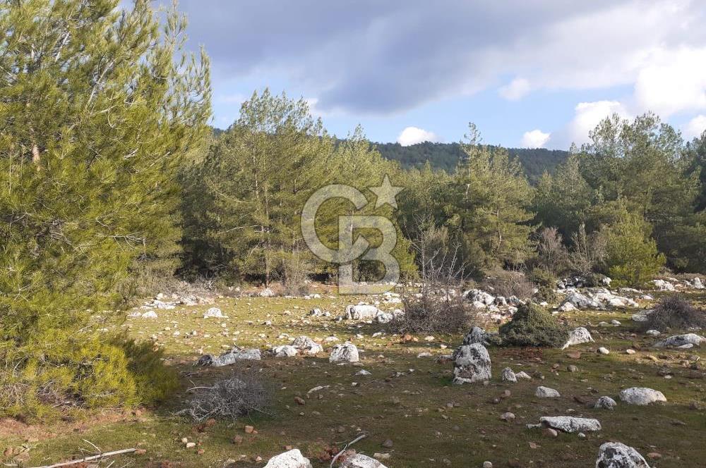 Yatağan Bencik Yeni’de 9.682m² Satılık Tarla