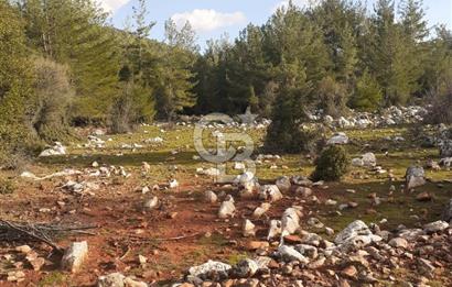 Yatağan Bencik Yeni’de 9.682m² Satılık Tarla