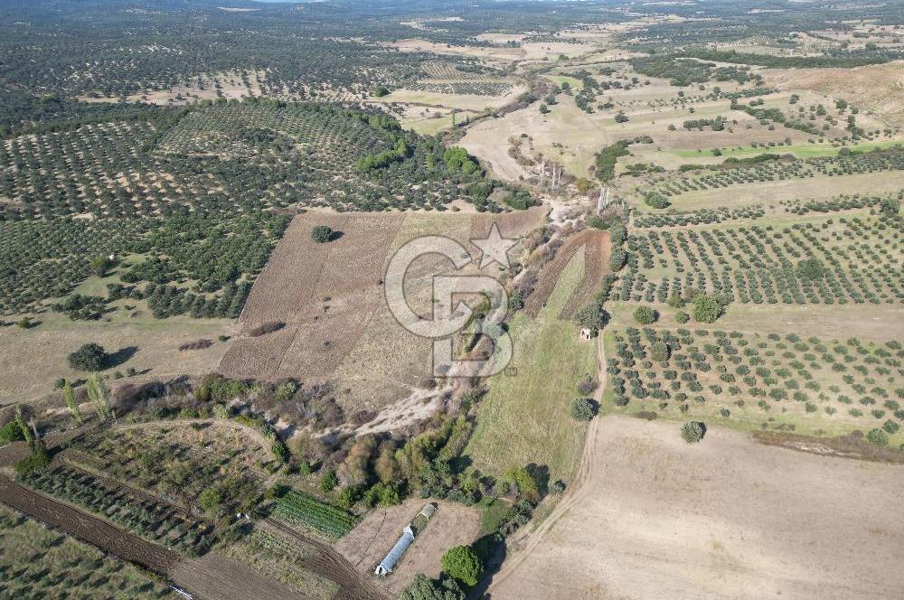 Ayvalık Mutlu Köyde 54.350 m² Satılık Tarla 