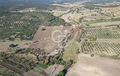 Ayvalık Mutlu Köyde 54.350 m² Satılık Tarla 