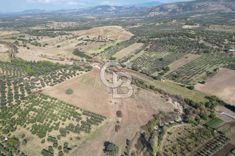 Ayvalık Mutlu Köyde 54.350 m² Satılık Tarla 