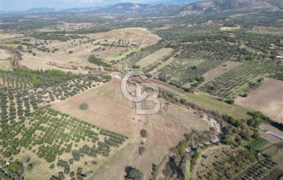 Ayvalık Mutlu Köyde 54.350 m² Satılık Tarla 