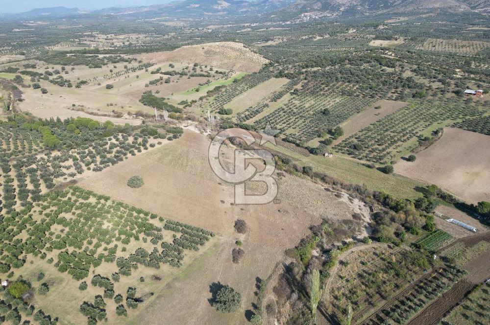 Ayvalık Mutlu Köyde 54.350 m² Satılık Tarla 