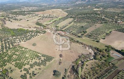 Ayvalık Mutlu Köyde 54.350 m² Satılık Tarla 