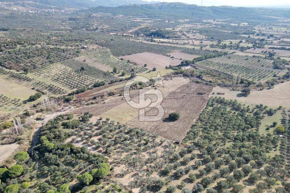Ayvalık Mutlu Köyde 54.350 m² Satılık Tarla 