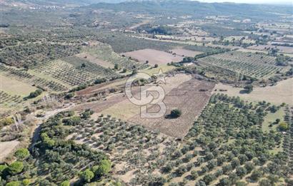 Ayvalık Mutlu Köyde 54.350 m² Satılık Tarla 