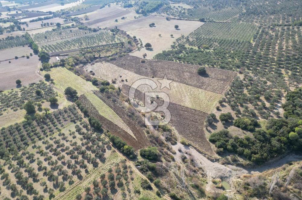 Ayvalık Mutlu Köyde 54.350 m² Satılık Tarla 