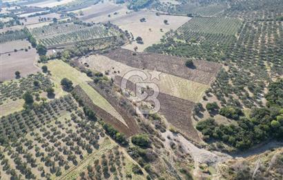 Ayvalık Mutlu Köyde 54.350 m² Satılık Tarla 