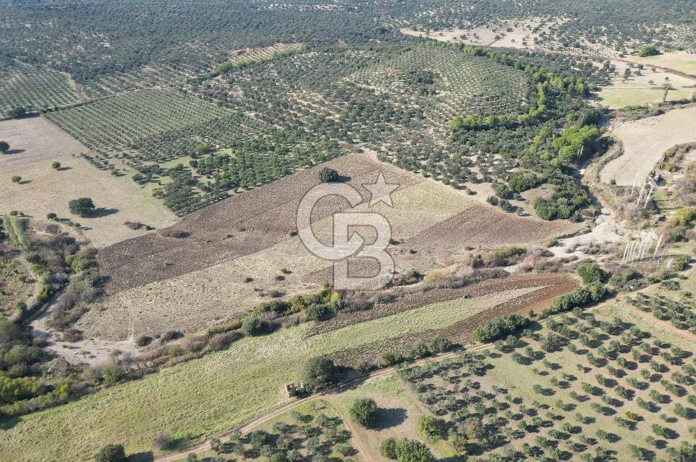Ayvalık Mutlu Köyde 54.350 m² Satılık Tarla 