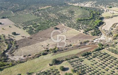 Ayvalık Mutlu Köyde 54.350 m² Satılık Tarla 