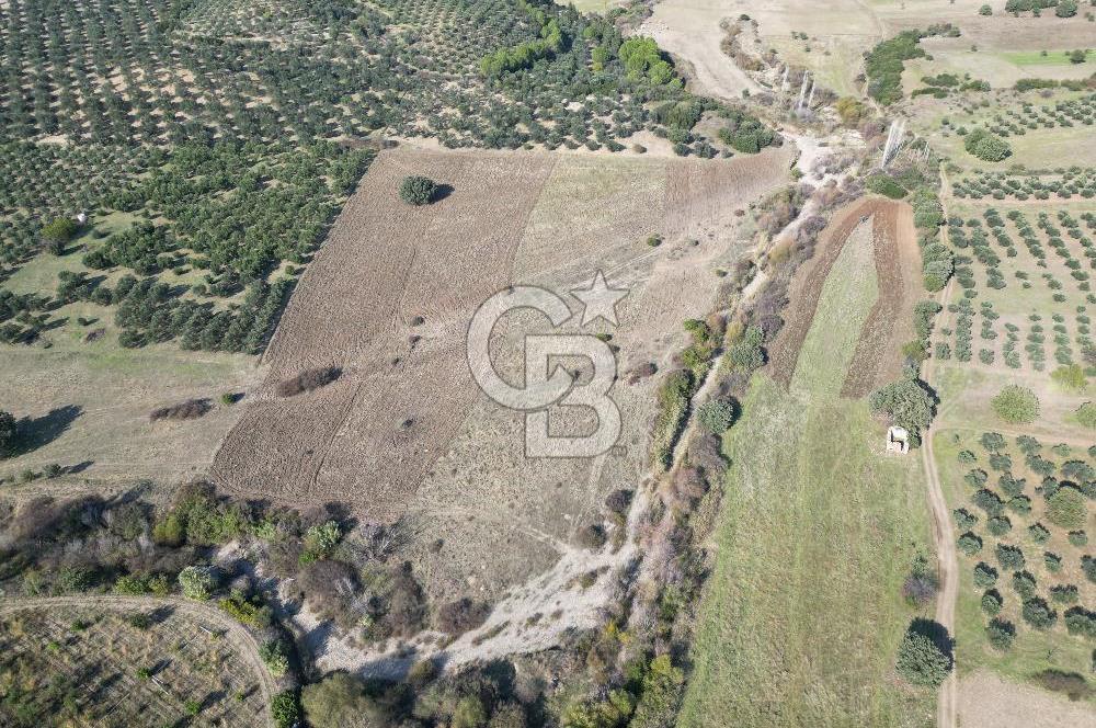 Ayvalık Mutlu Köyde 54.350 m² Satılık Tarla 