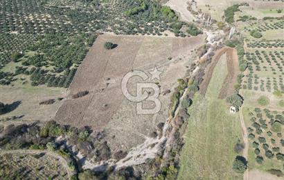 Ayvalık Mutlu Köyde 54.350 m² Satılık Tarla 