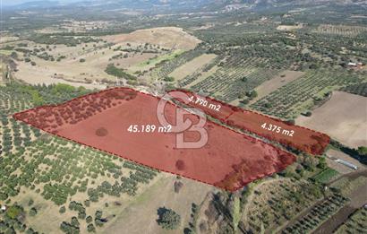 Ayvalık Mutlu Köyde 54.350 m² Satılık Tarla 