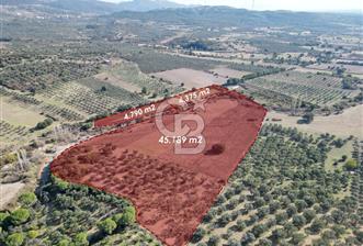 Ayvalık Mutlu Köyde 54.350 m² Satılık Tarla  - 7 - 341000