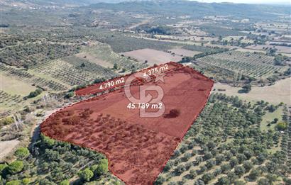 Ayvalık Mutlu Köyde 54.350 m² Satılık Tarla 