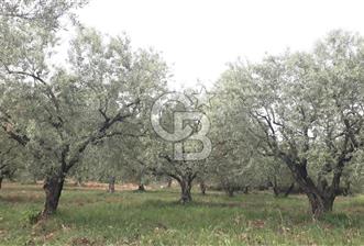 Manisa Akhisar’da Satılık Yüksek Verimli  Zeytinlik  - 1 - 341075
